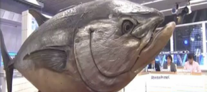 日本のマグロ漁業に危険な状況が続く理由とは 日本のマグロ漁業に危険な状況が続く理由とは