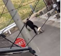 飼い主のおばさんが犬を蹴る動物虐待動画がTwitterで拡散され炎上 飼い主のおばさんが犬を蹴る動物虐待動画がTwitterで拡散され炎上