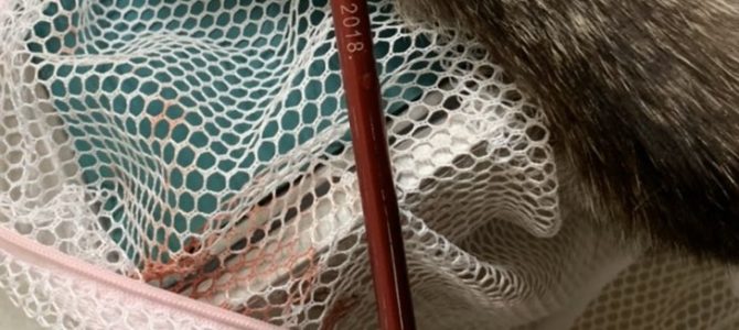 滋賀 甲賀市で猫にボウガンの矢撃ち込む事件