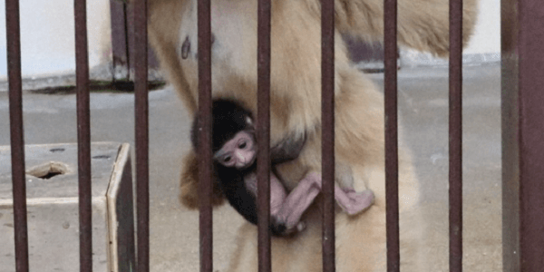 長崎県佐世保市の九十九島動植物園森きららで、シロテテナガザルが謎の出産
