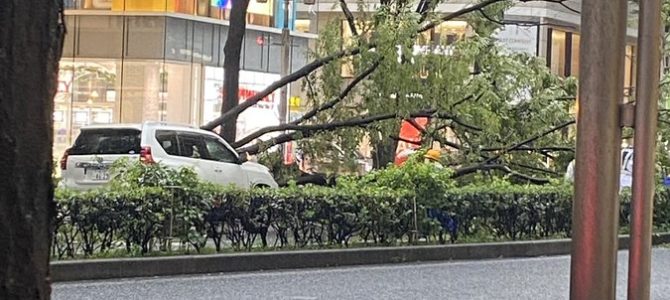 名古屋のパルコ前で事故　「街路樹が突然倒れた！」車のボンネットを直撃