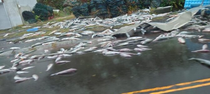 国道5号線 北海道茅部郡森町本茅部町でトラック横転「積み荷の魚が散乱してる」