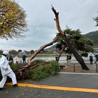 京都市右京区 渡月橋付近で倒木! 京都市右京区 渡月橋付近で倒木!