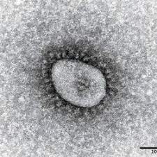 ワクチン3回目の11歳男児、接種4時間後に浴槽に顔が浸かった状態で発見、死亡確認！